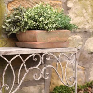 Pot Plant on a Table