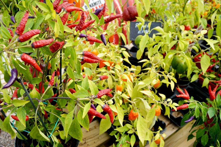 chilliplant The Barn