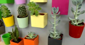 Cacti in plant pots