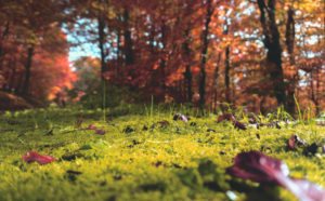 Autumnal forest
