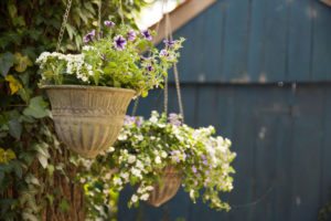 Hanging baskets with purple flowers