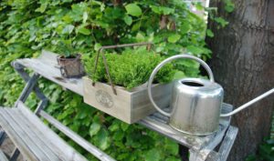 Pot plants in wooden basket and watering can