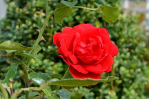 Red Rose