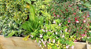 Flowers planted in a wooden trough