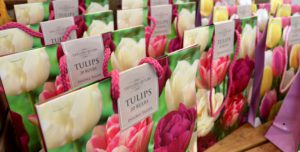 Collection of tulip bulb packages
