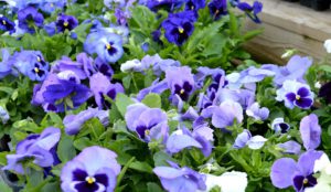 Pansies