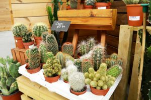 Potted Cacti