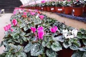 Potted pink flowers