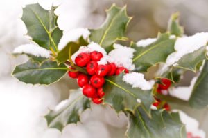 Snow covered holly