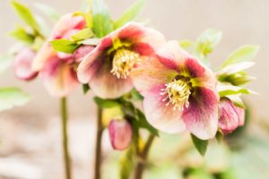 Winter pansies